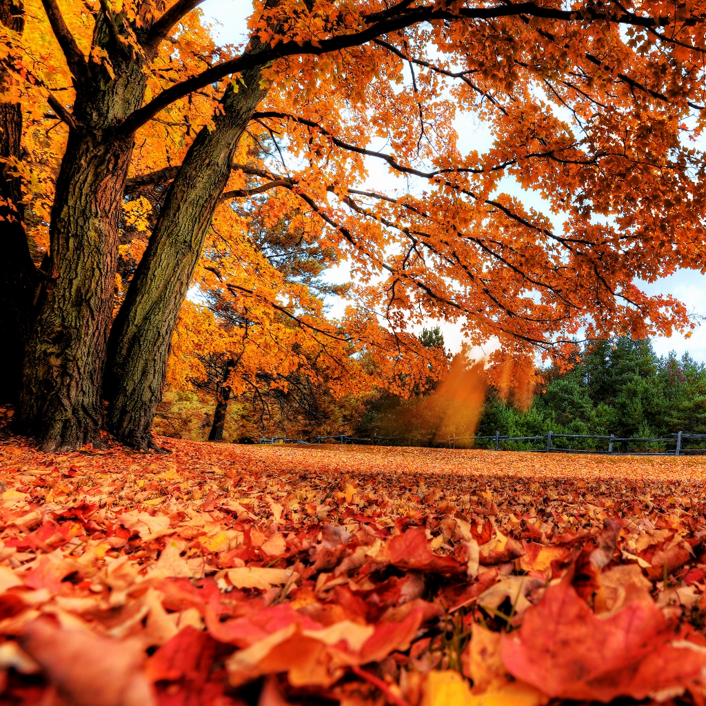 Autumn Maple Tree for 1024 x 1024 iPad resolution