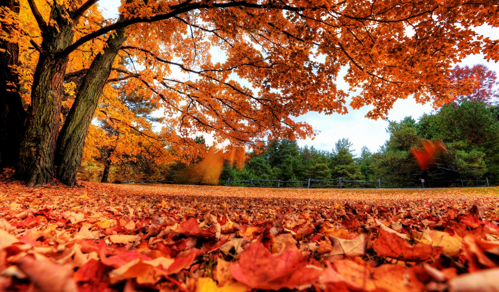 Autumn Maple Tree for 1024 x 600 widescreen resolution