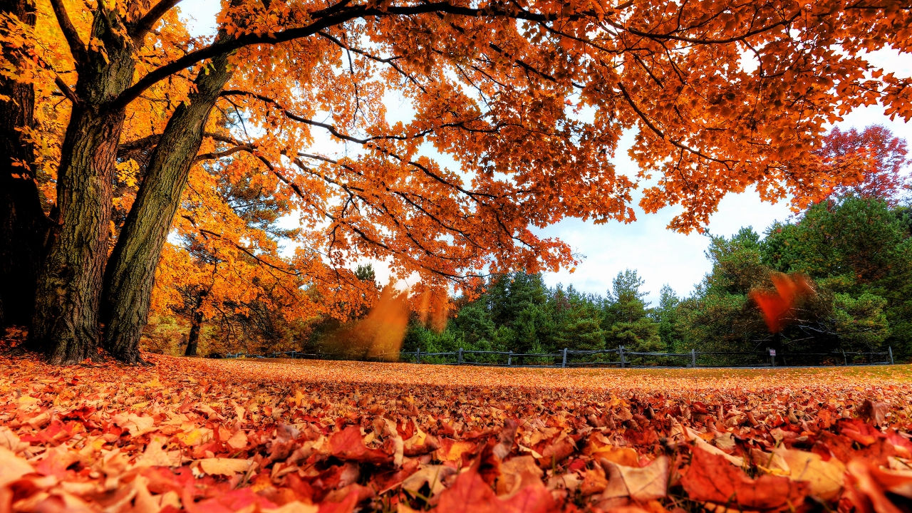 Autumn Maple Tree for 1280 x 720 HDTV 720p resolution