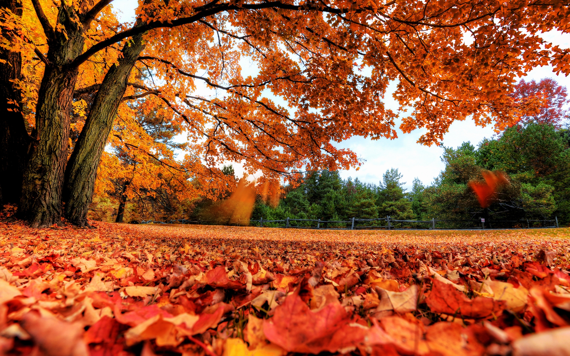 Autumn Maple Tree for 1920 x 1200 widescreen resolution