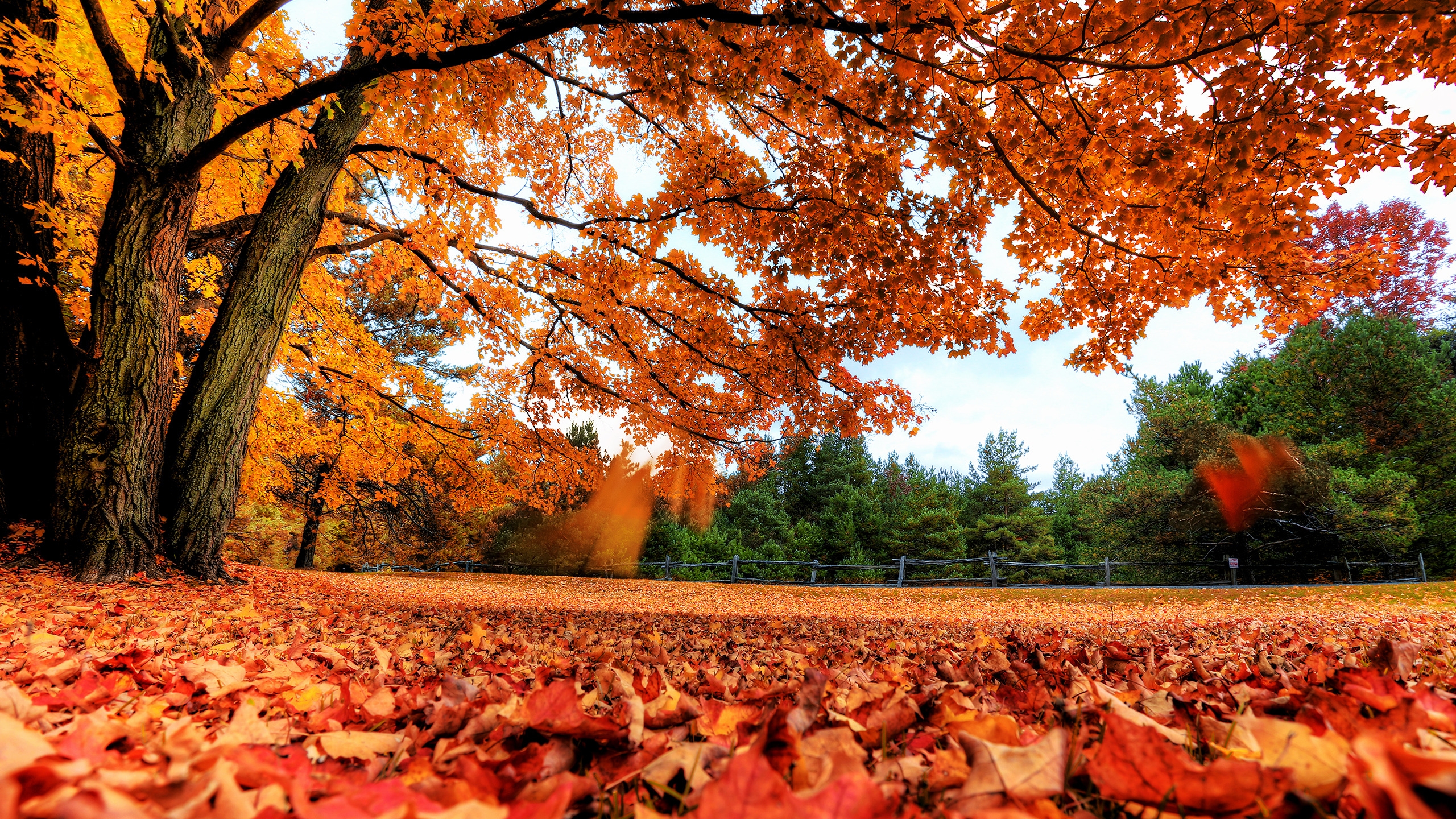 Autumn Maple Tree for 2560x1440 HDTV resolution