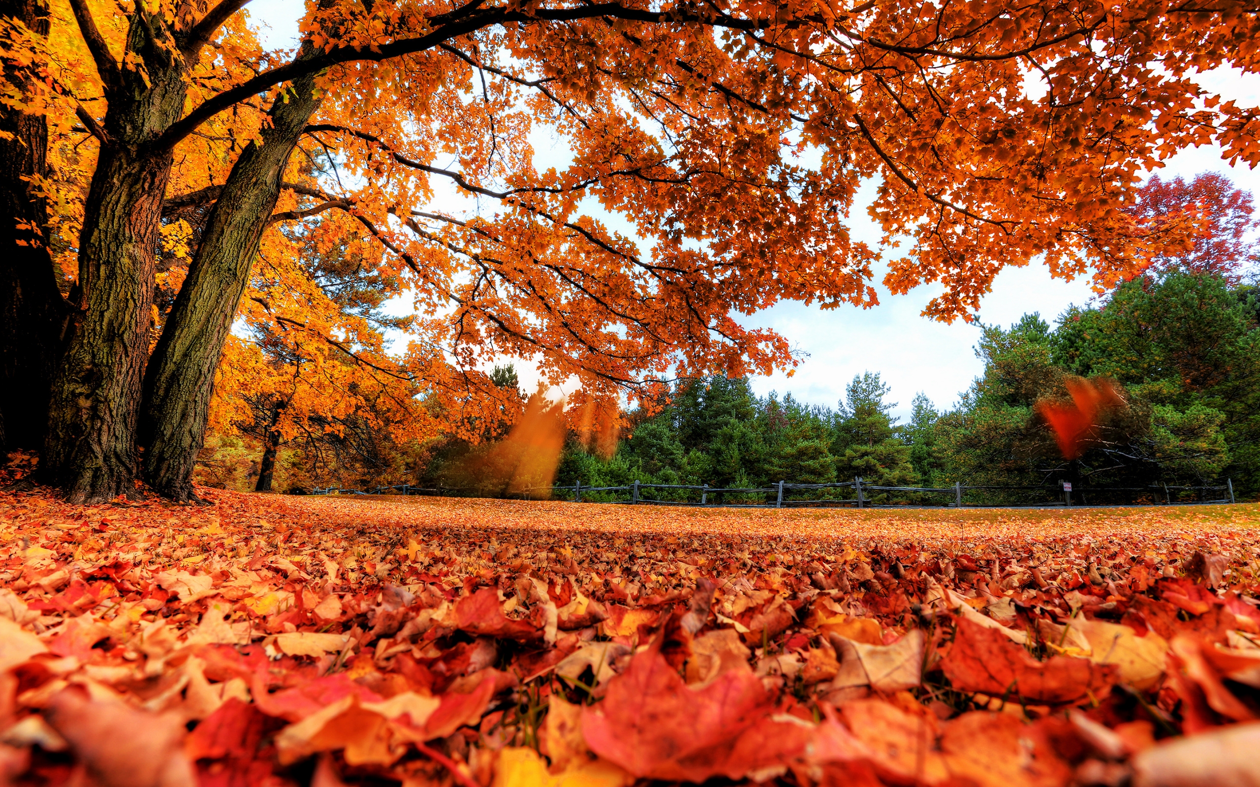 Autumn Maple Tree for 2560 x 1600 widescreen resolution