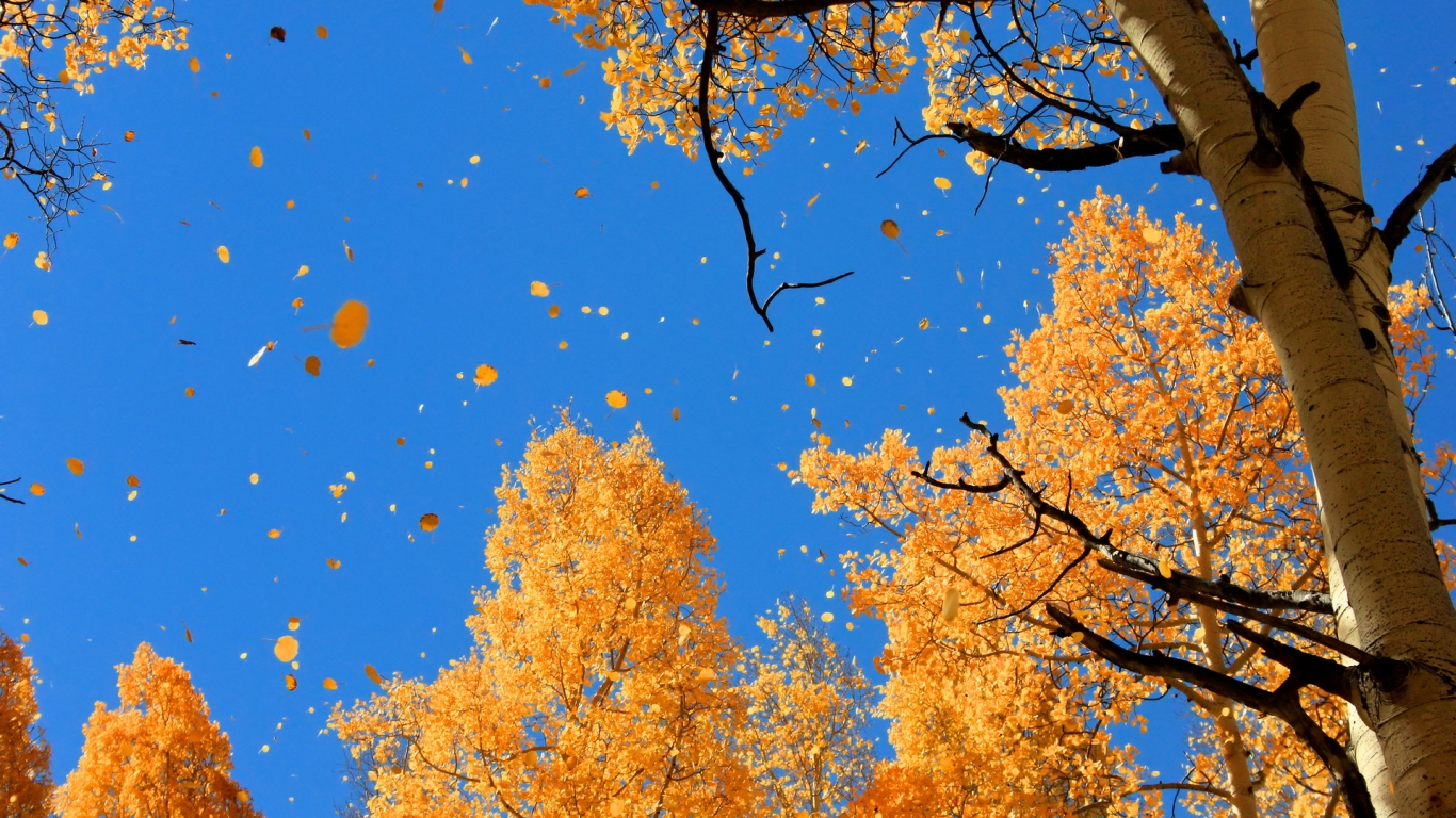 Autumn Over The Trees for 1366 x 768 HDTV resolution