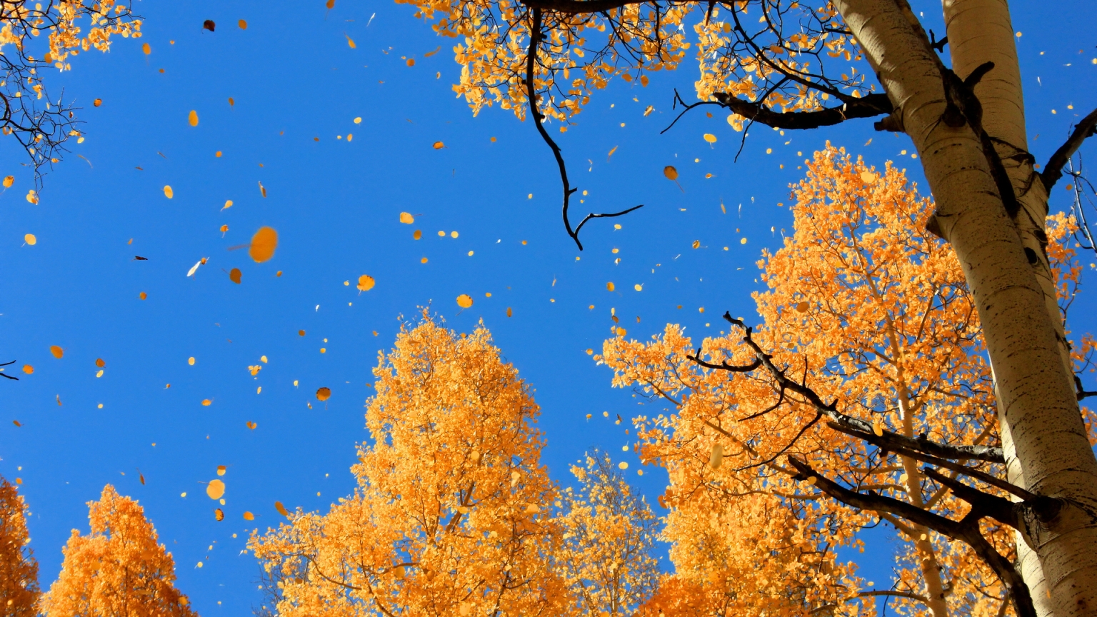 Autumn Over The Trees for 1536 x 864 HDTV resolution