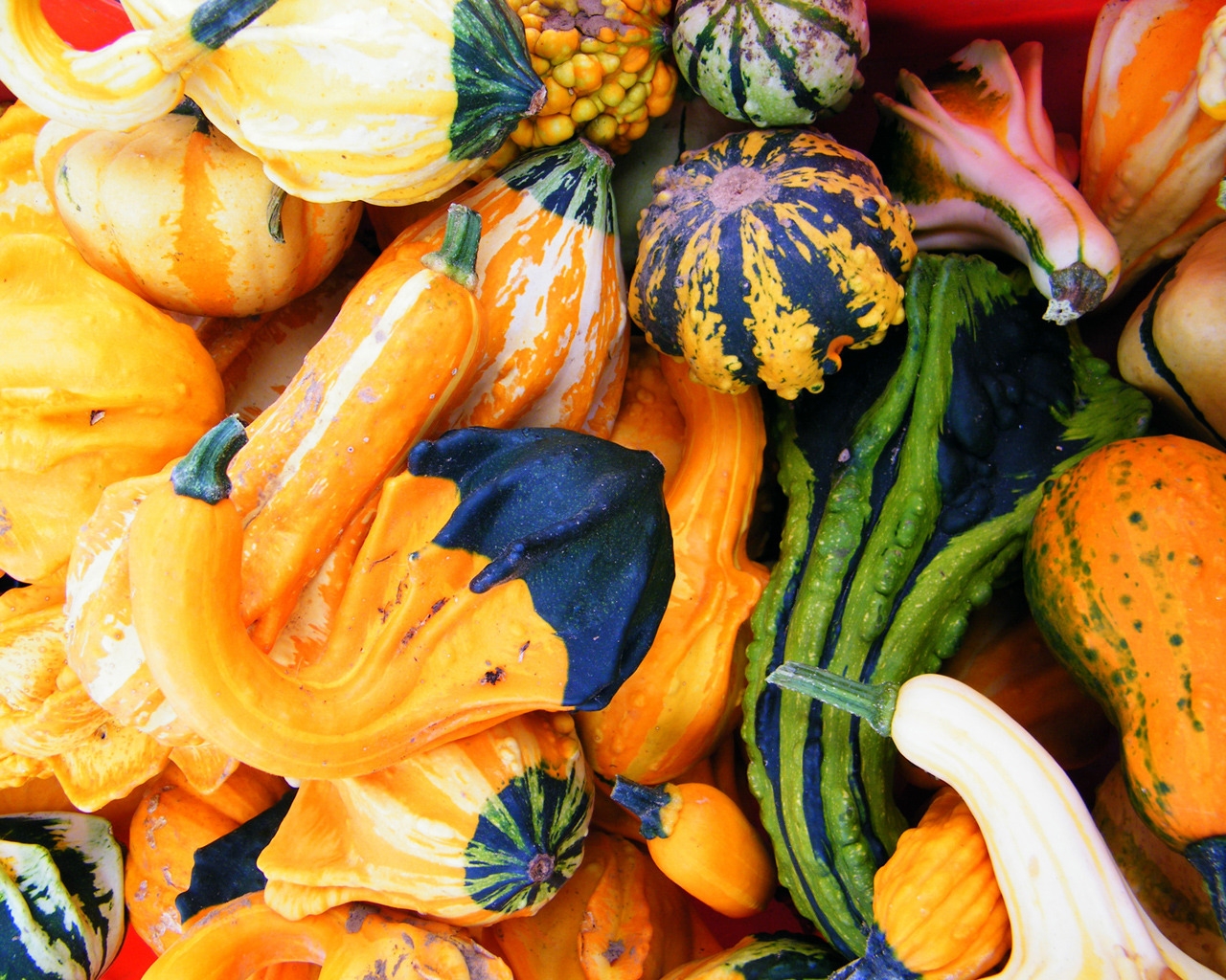 Autumn Pumpkins for 1280 x 1024 resolution