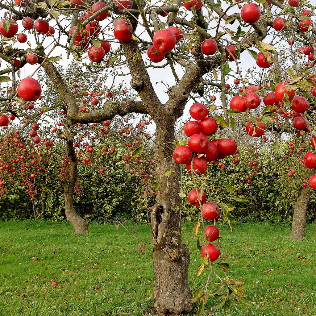 Autumn Red Apples for 1024 x 1024 iPad resolution