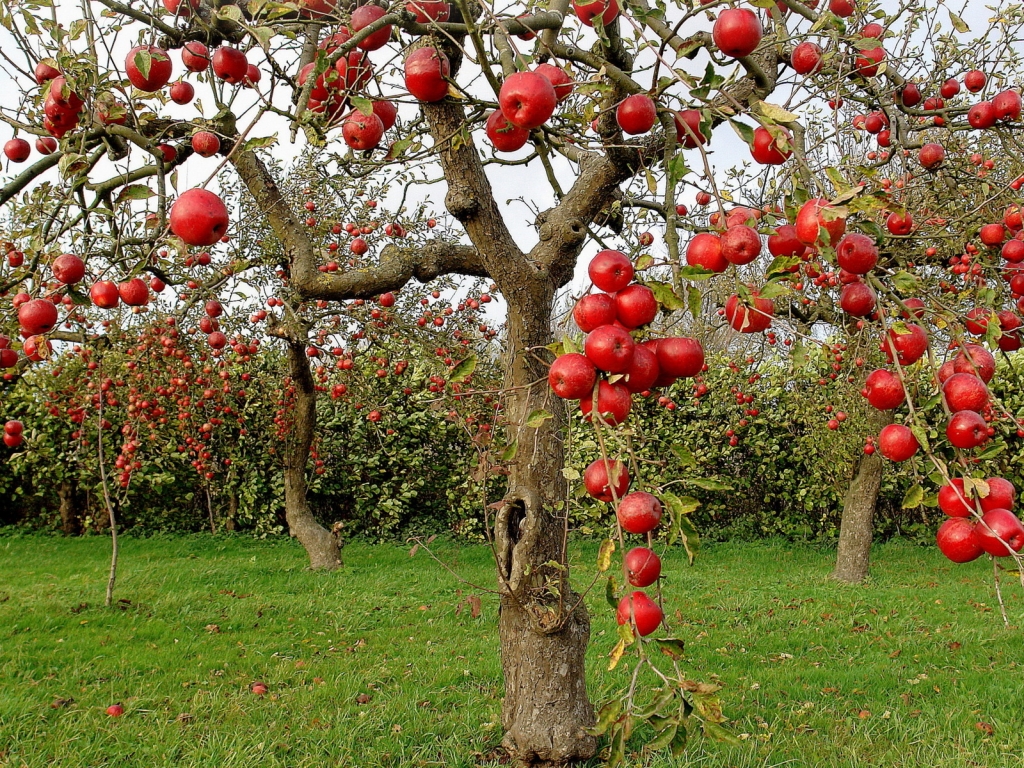 Autumn Red Apples for 1024 x 768 resolution