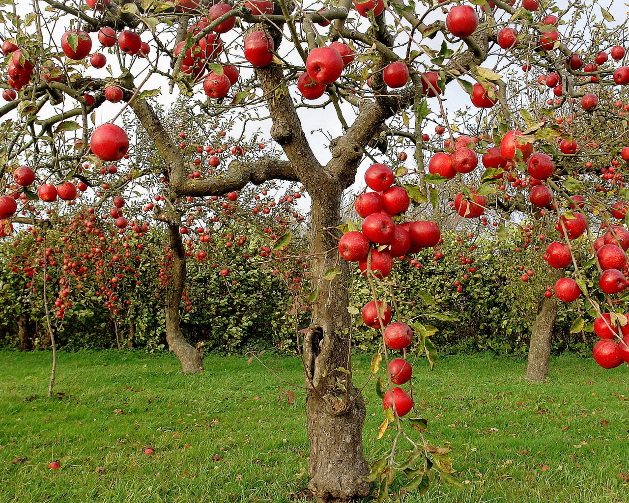Autumn Red Apples for 1280 x 1024 resolution