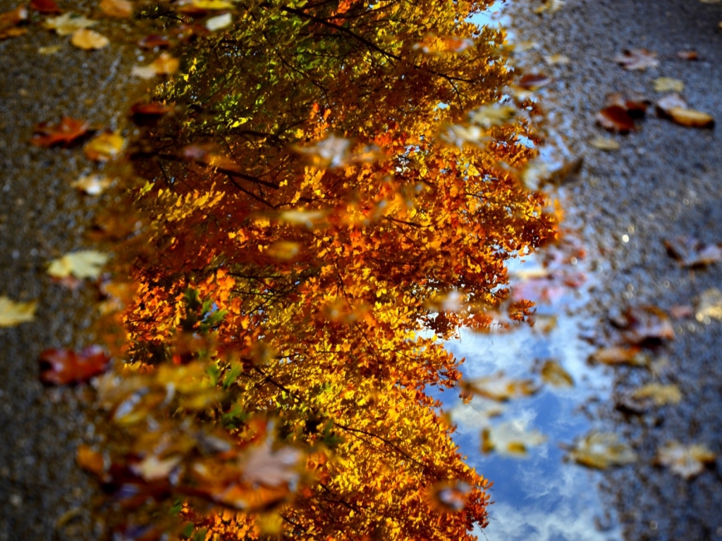 Autumn Sign Landscape for 1024 x 768 resolution