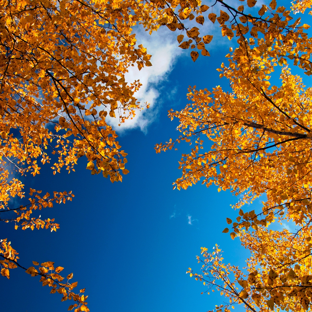 Autumn Trees for 1024 x 1024 iPad resolution