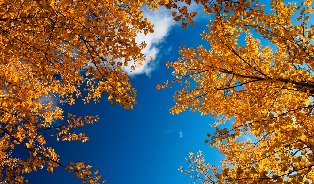 Autumn Trees for 1024 x 600 widescreen resolution