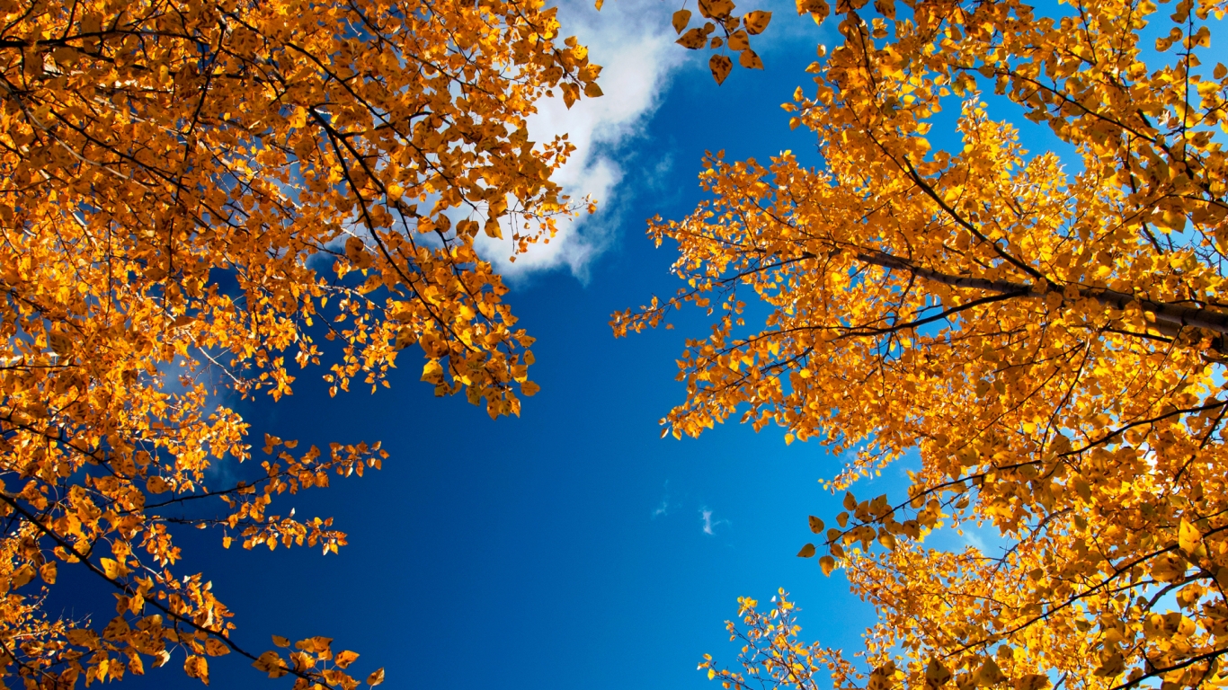 Autumn Trees for 1366 x 768 HDTV resolution