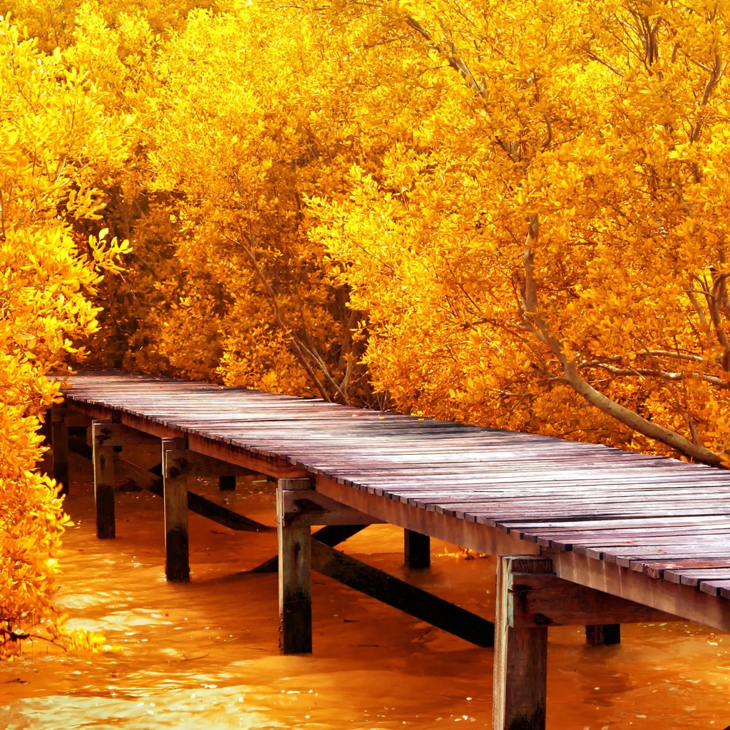 Autumn Yellow Trees for 1024 x 1024 iPad resolution