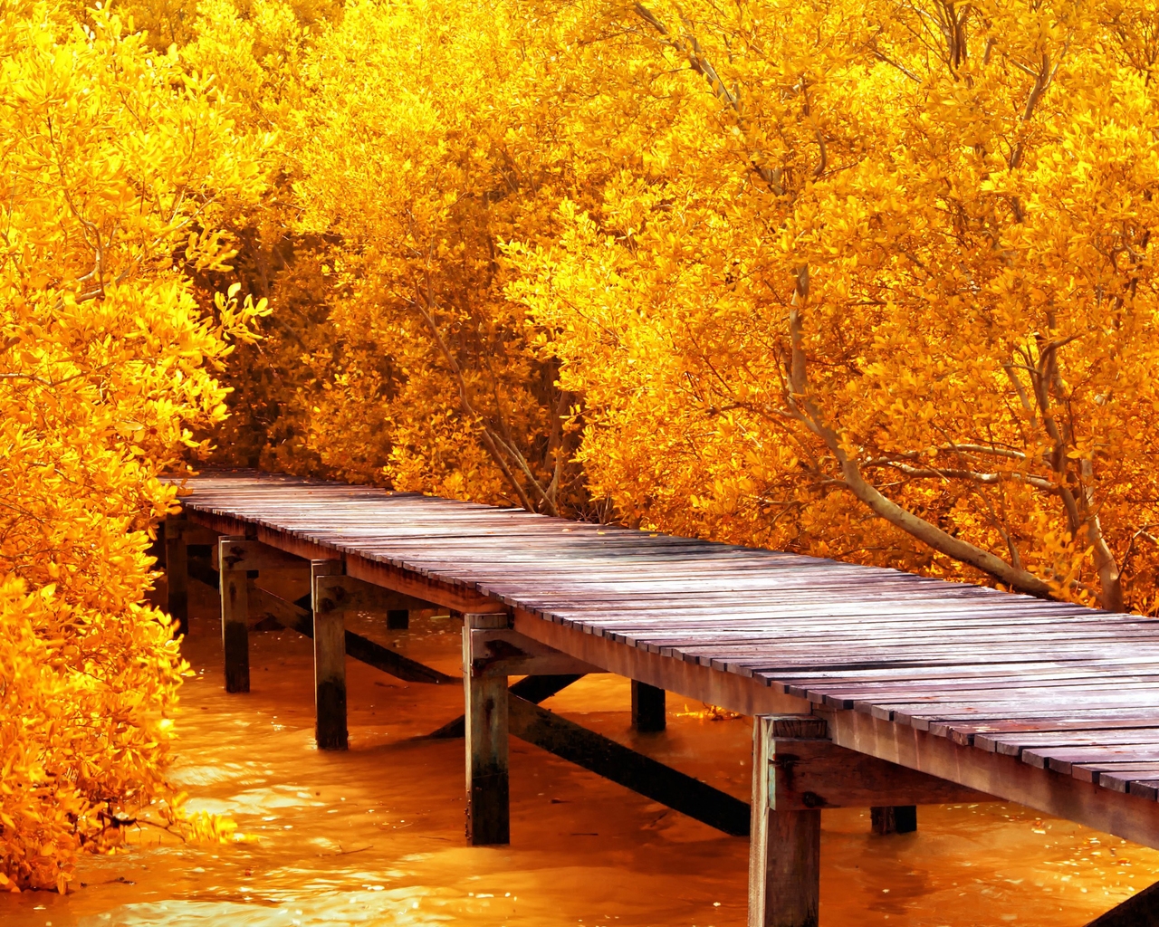 Autumn Yellow Trees for 1280 x 1024 resolution