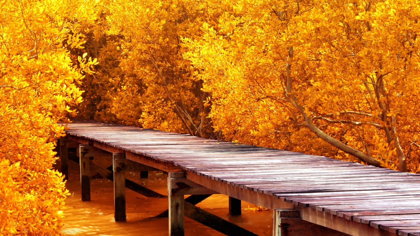 Autumn Yellow Trees for 1366 x 768 HDTV resolution
