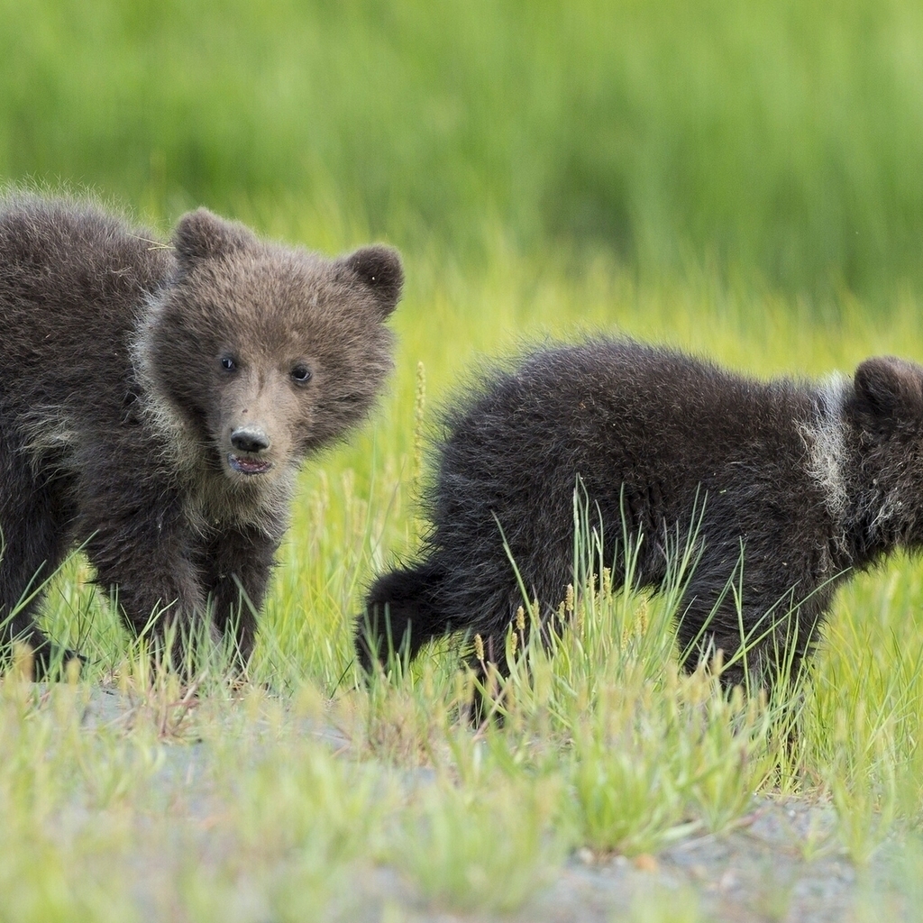 Baby Bears for 1024 x 1024 iPad resolution