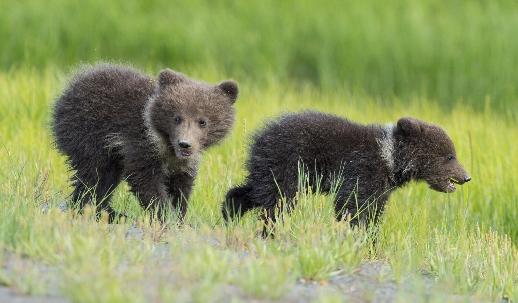 Baby Bears for 1024 x 600 widescreen resolution
