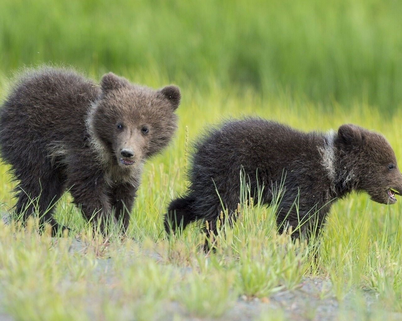 Baby Bears for 1280 x 1024 resolution