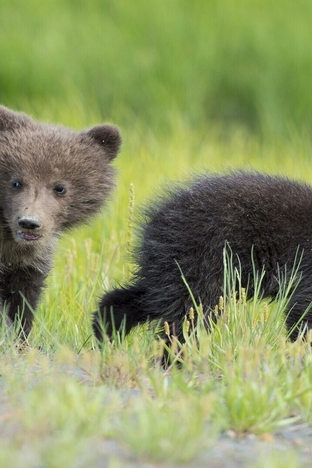 Baby Bears for 640 x 960 iPhone 4 resolution