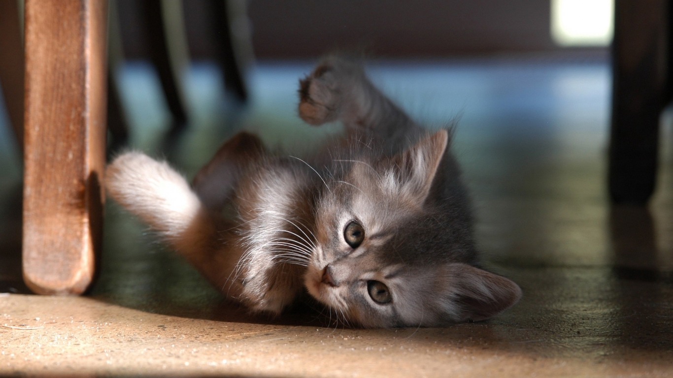 Baby Cat for 1366 x 768 HDTV resolution