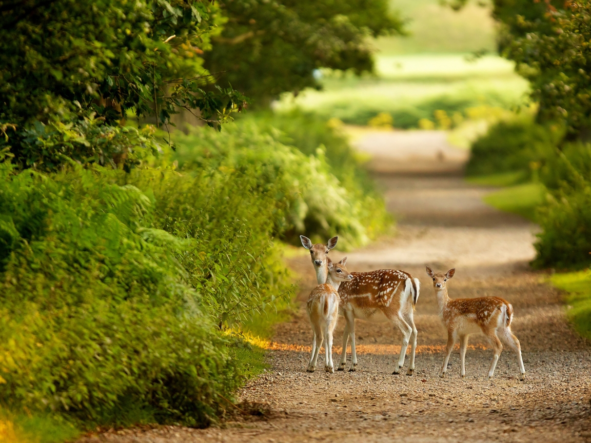 Baby Deers for 1152 x 864 resolution