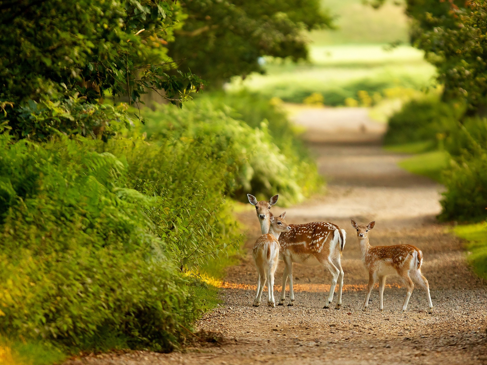 Baby Deers for 1600 x 1200 resolution