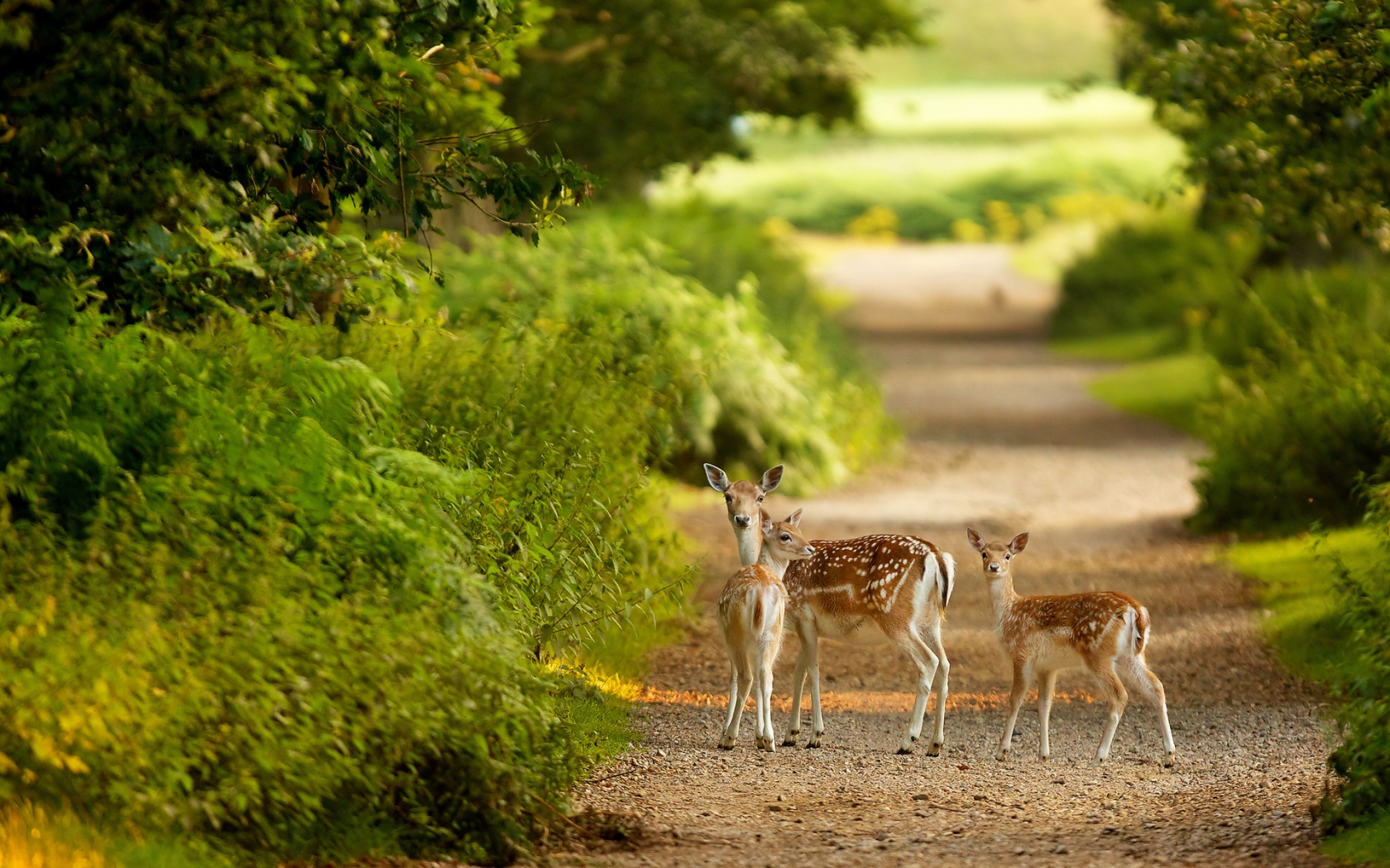 Baby Deers for 1680 x 1050 widescreen resolution