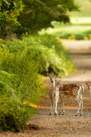 Baby Deers for 320 x 480 iPhone resolution