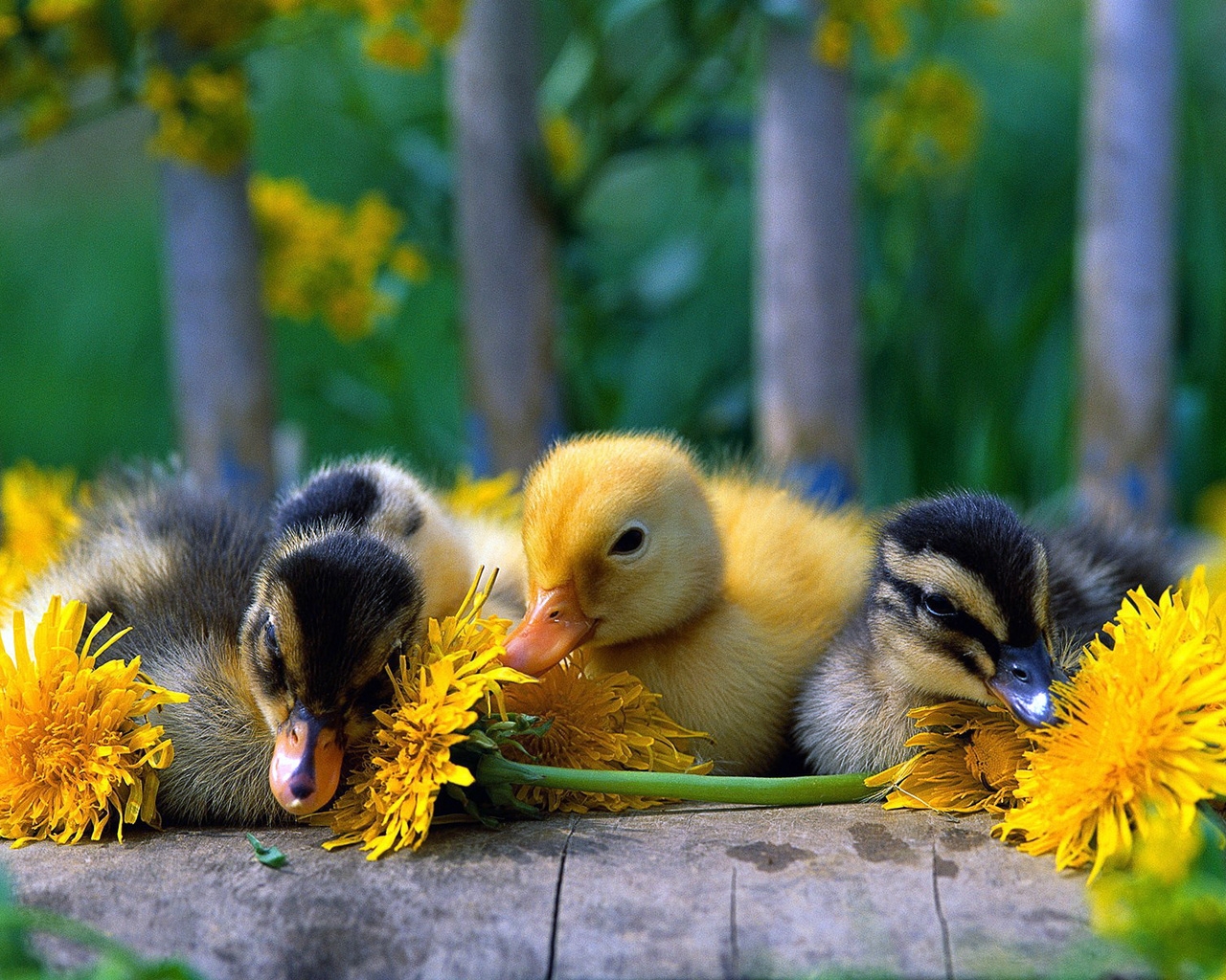 Baby Ducks for 1280 x 1024 resolution