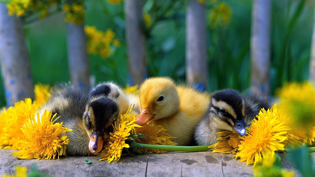 Baby Ducks for 1280 x 720 HDTV 720p resolution