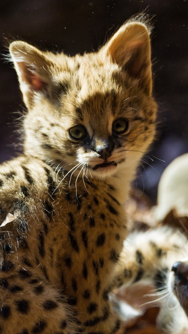 Baby Jaguar for 640 x 1136 iPhone 5 resolution