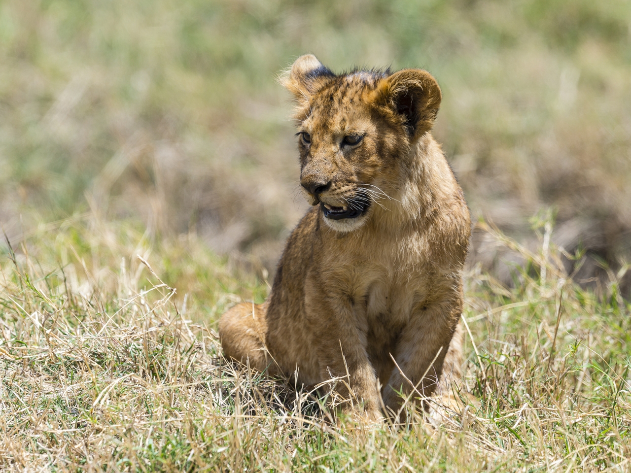 Baby Lion for 1280 x 960 resolution