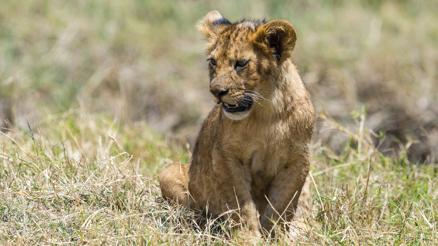Baby Lion for 1536 x 864 HDTV resolution
