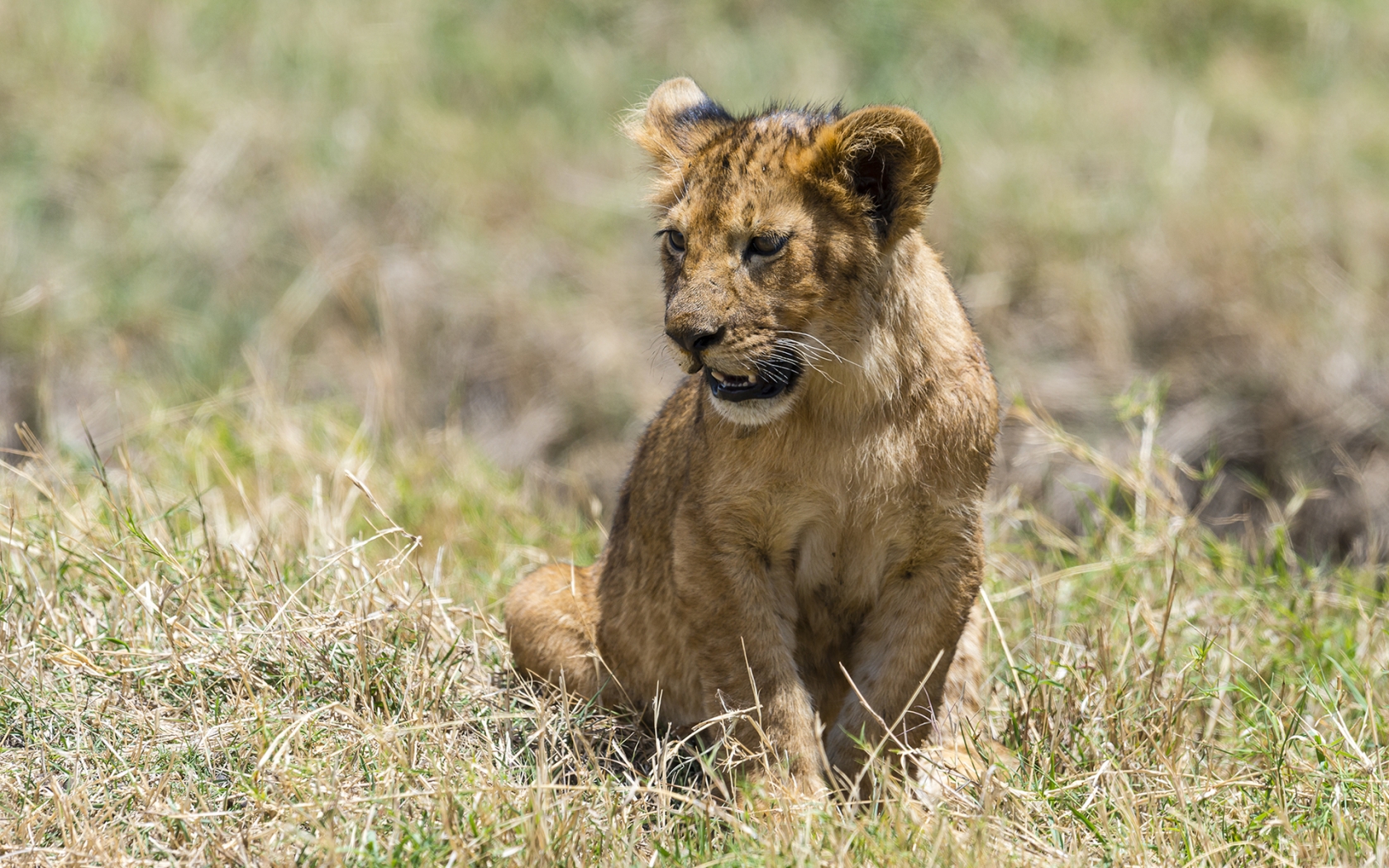Baby Lion for 1680 x 1050 widescreen resolution
