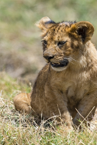 Baby Lion for 320 x 480 iPhone resolution