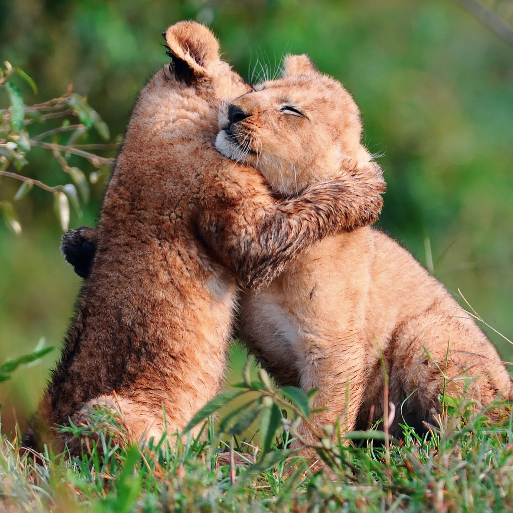 Baby Lions Hug for 1024 x 1024 iPad resolution