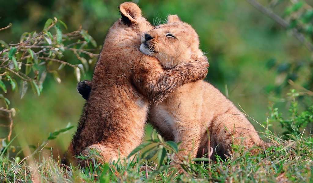 Baby Lions Hug for 1024 x 600 widescreen resolution