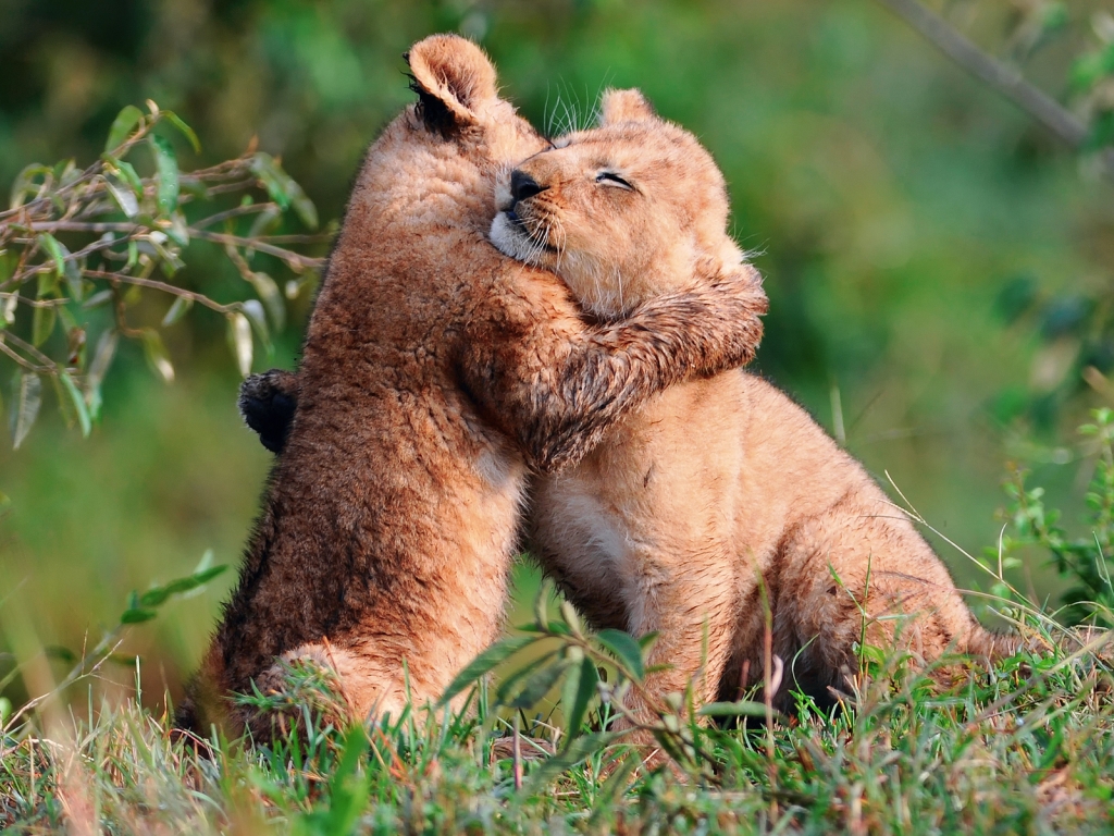 Baby Lions Hug for 1024 x 768 resolution