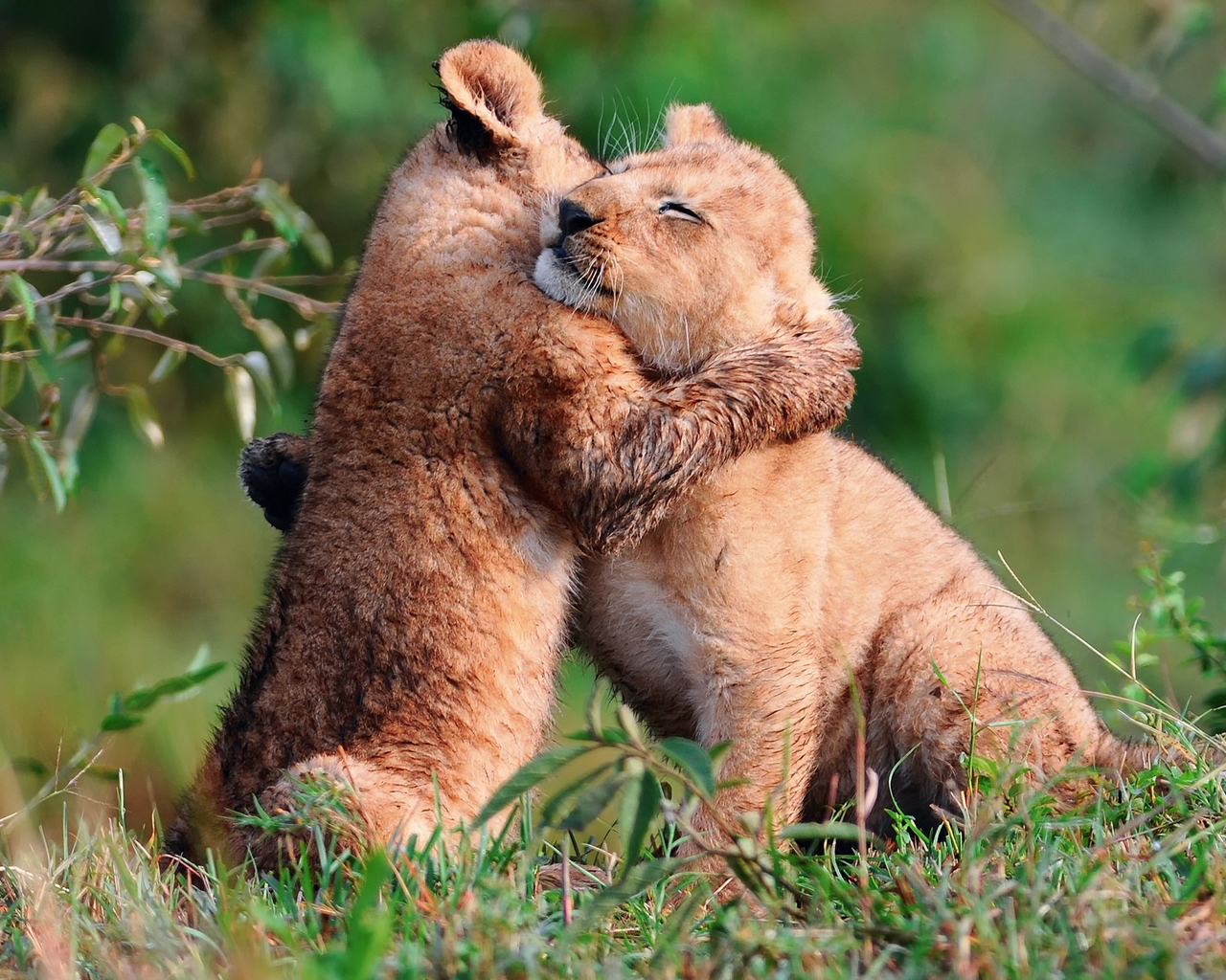 Baby Lions Hug for 1280 x 1024 resolution