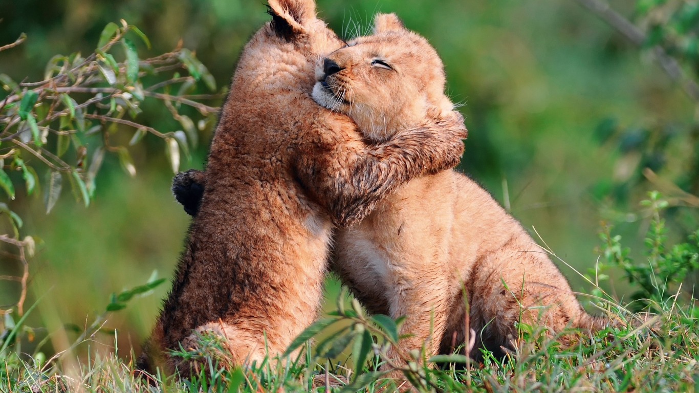 Baby Lions Hug for 1366 x 768 HDTV resolution