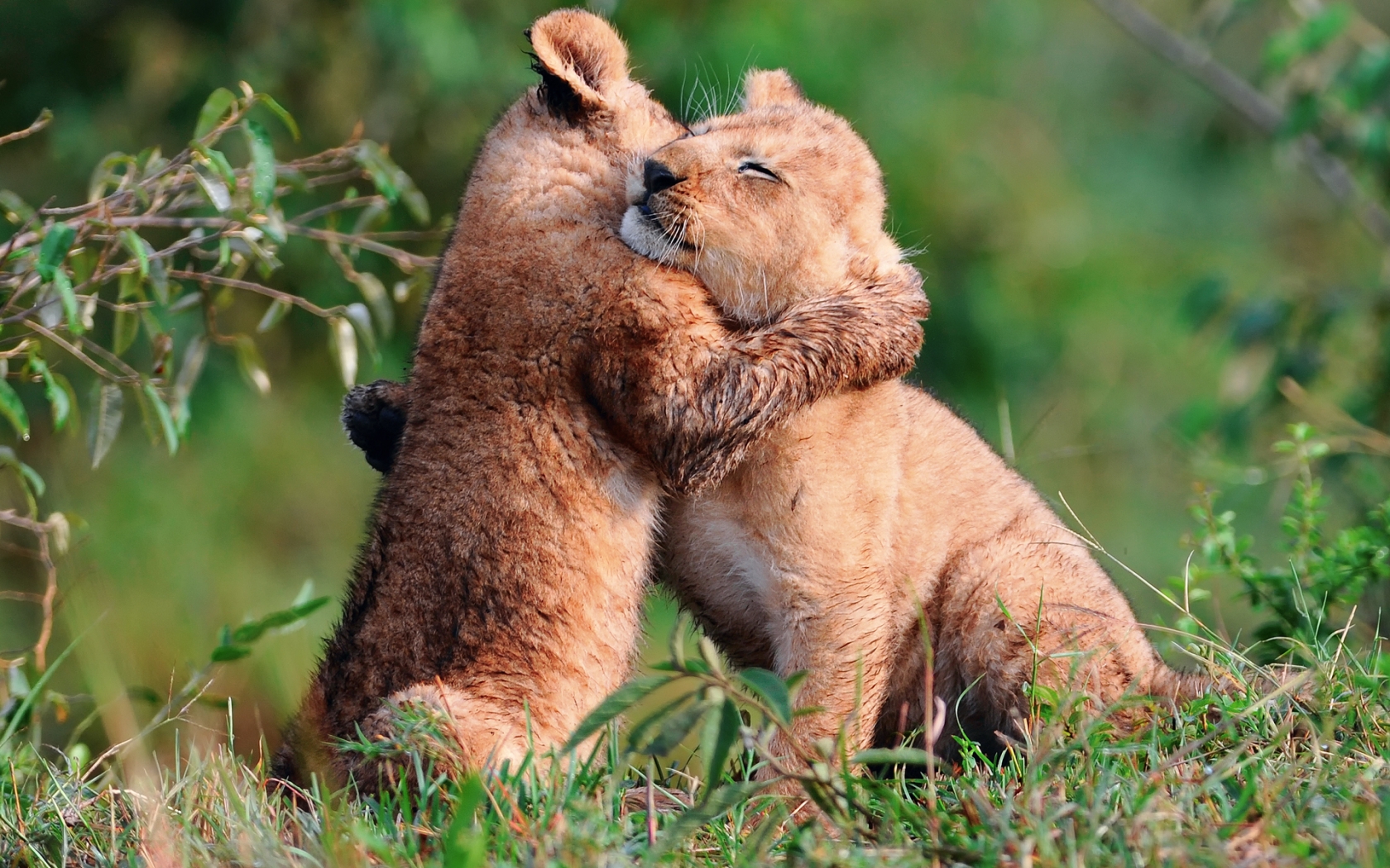 Baby Lions Hug for 1680 x 1050 widescreen resolution