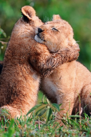 Baby Lions Hug for 320 x 480 iPhone resolution