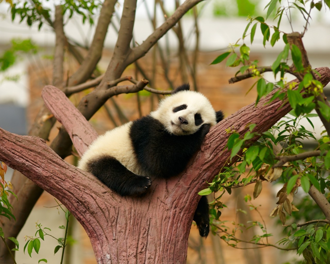 Baby Panda for 1280 x 1024 resolution