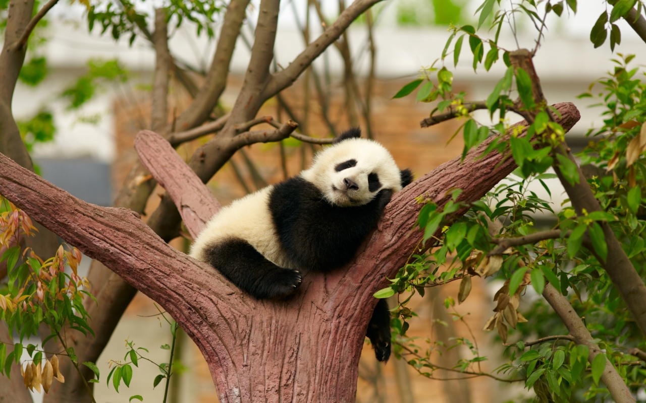 Baby Panda for 1280 x 800 widescreen resolution