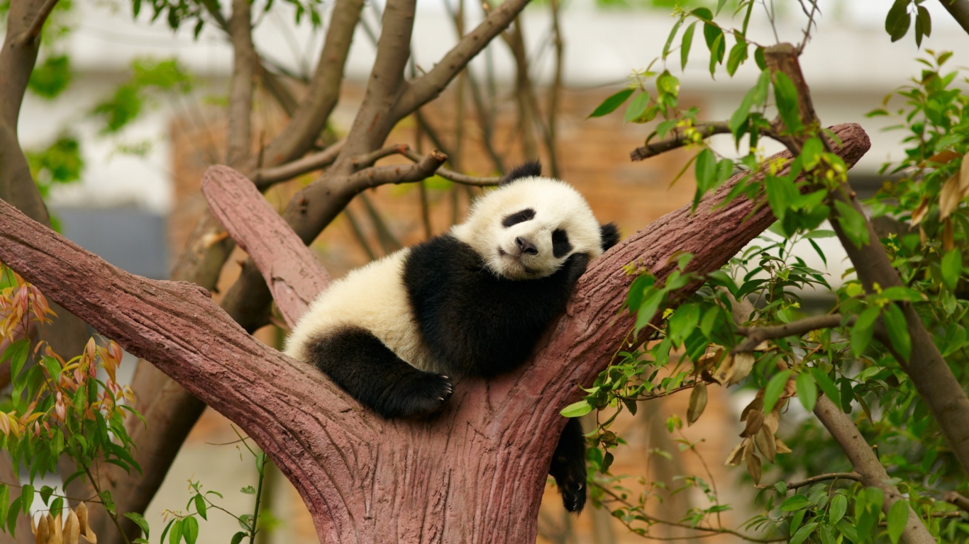 Baby Panda for 1366 x 768 HDTV resolution