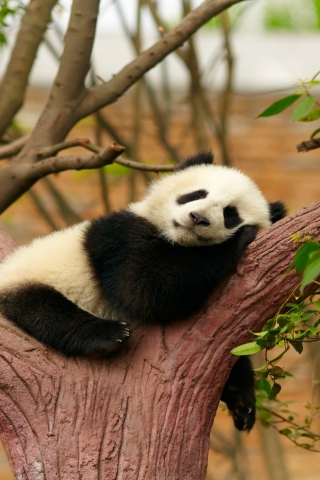 Baby Panda for 320 x 480 iPhone resolution