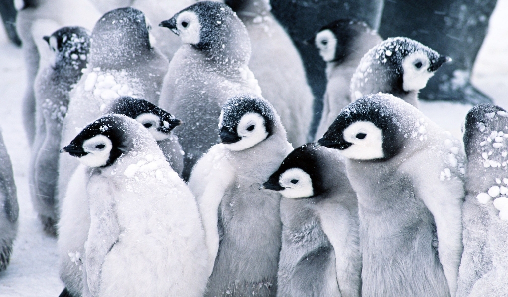Baby Penguins for 1024 x 600 widescreen resolution