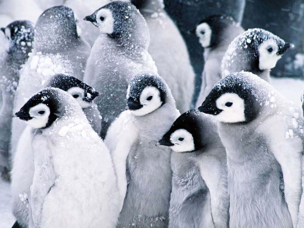 Baby Penguins for 1024 x 768 resolution
