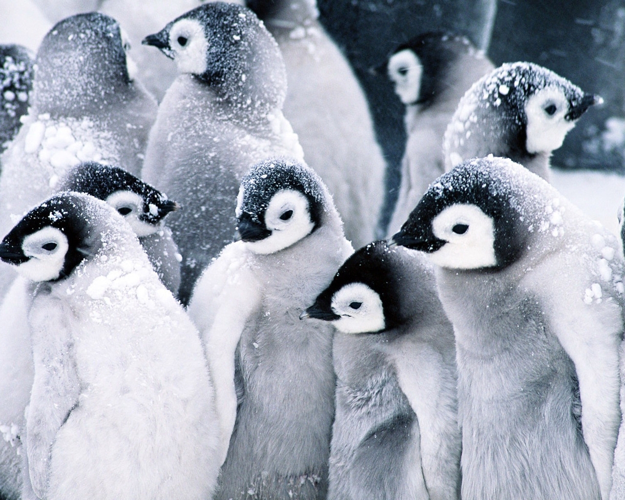 Baby Penguins for 1280 x 1024 resolution
