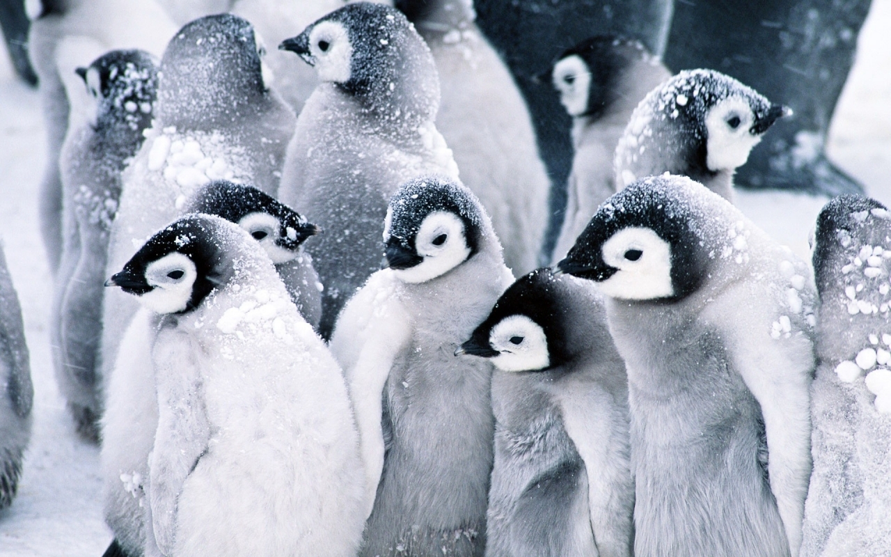 Baby Penguins for 1280 x 800 widescreen resolution